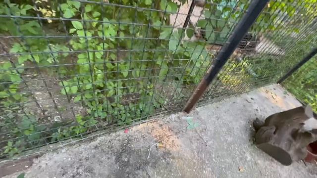 Люська ПРОСТО УРАГАН, поймать ее почти не реально! ВИХРЬ))) смотреть онлайн