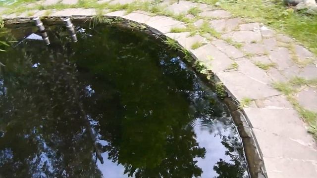 Нитчатые или нитевидные водоросли в пруду. Средство для борьбы с водорослями FadenAlgenVernichter смотреть онлайн