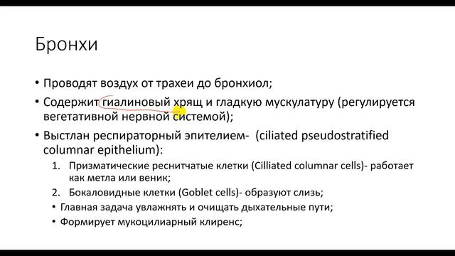 Физиология. Глава 5. Лёгкие. Строение и функции дыхательной системы смотреть онлайн