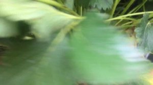 Идеальный сорт клубники - Мальвина. Поздняя земляника