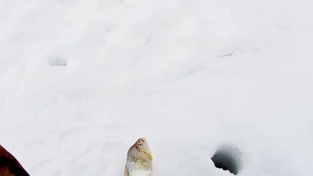 Зимняя рыбалка 2022 . Ловля рыбы на безмотылку ( мормышку). Река Лебедь. смотреть онлайн