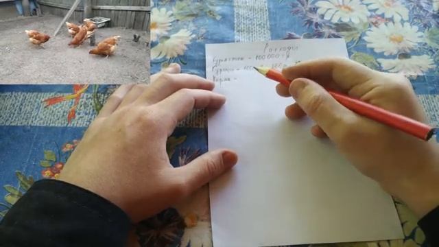 ?Сколько можно заработать на куриных яйцах. Бизнес на курицах несушках. смотреть онлайн