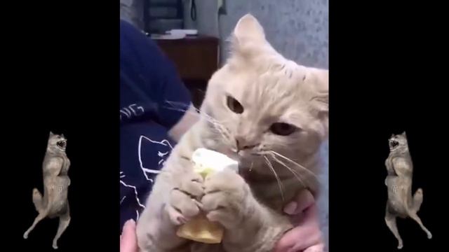 Cat eating ice cream/ Приколы/ Кот ест мороженое || International cats смотреть онлайн