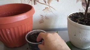 Укореняю Пахистахис