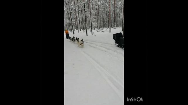 Отправить Питомник Сибирских хаски Берега Альдоги приглашает!