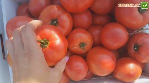 Хапинет F1 томат (Syngernta)