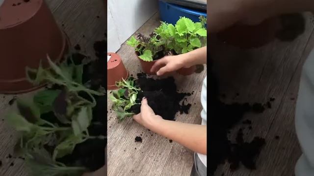 Укоренение колеусов смотреть онлайн