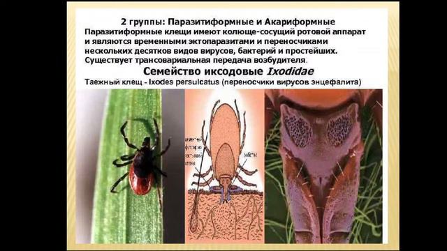 9:50 Арахноэнтомология смотреть онлайн