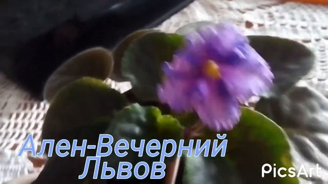 ФИАЛКИ. Ален-Вечерний Львов смотреть онлайн