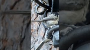 #shorts Гаичка синица кормит птенца