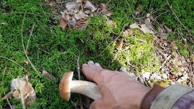 СБОР ГРИБОВ НА ГРАНИЦЕ С ЛИТВОЙ.новое грибное место,грибное хобби, любители природы смотреть онлайн