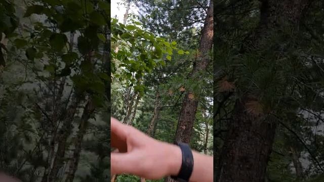 Немного о кедре?.