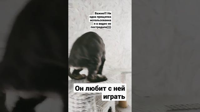 Кот и хвост и прищепка))) #кот #животные #кошки #мейнкун смотреть онлайн