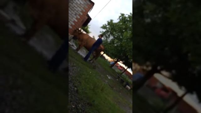 КАК ПАСТИ КОРОВУ? смотреть онлайн