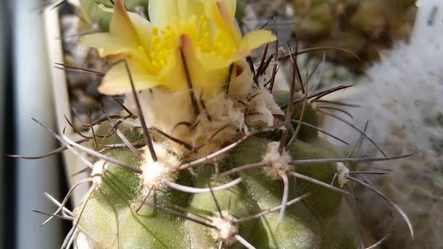 Цветение кактуса Copiapoa montana смотреть онлайн