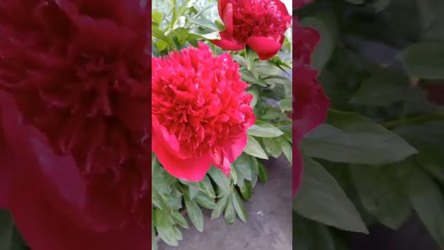 Пион Command Performance смотреть онлайн