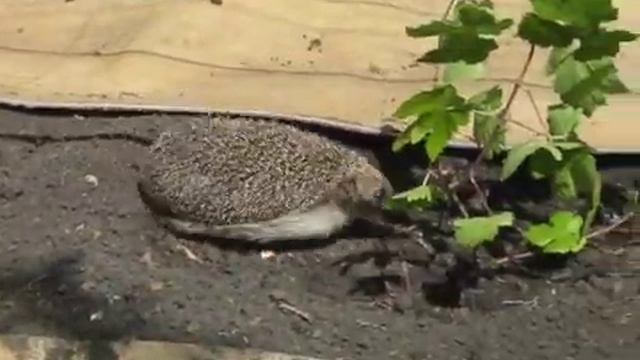 Ёжик пришёл в гости. смотреть онлайн