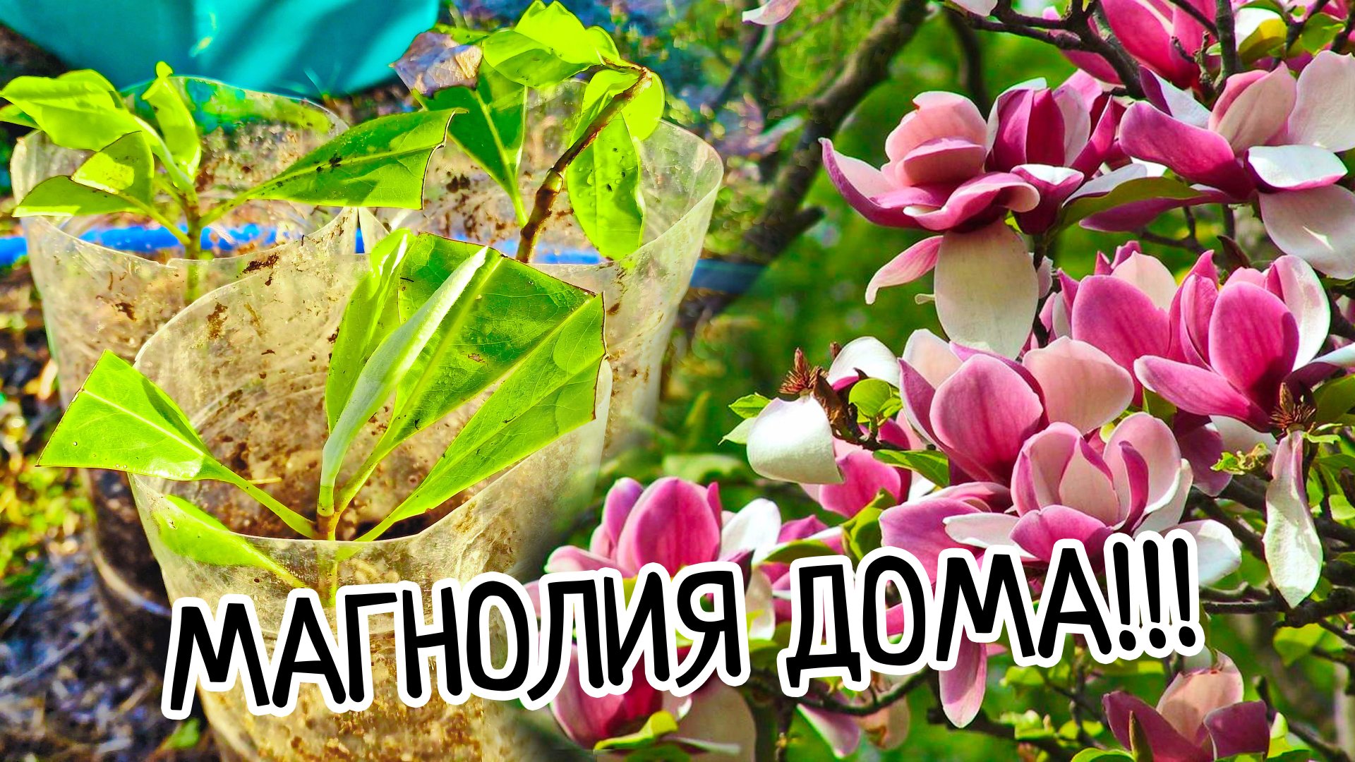 Магнолия ДОМА!!! Как укоренить и размножить прекрасное дерево! Условия выращивания, посадка и уход! смотреть онлайн