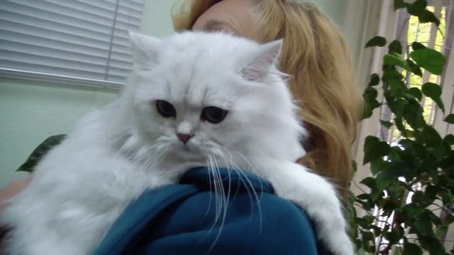 Питомники кошек смотреть онлайн
