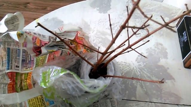 Зимовка фуксий в.....холодильнике! смотреть онлайн