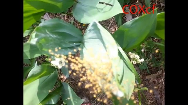 Паук Кругопряд COXcf смотреть онлайн