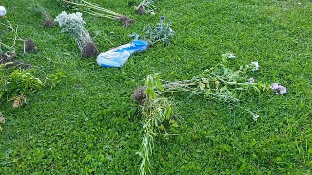 Пошли в гости к подруги, Обзор ее цветов 🌼🌺 смотреть онлайн