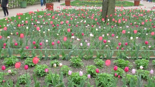 День города СПб Летний сад Тюльпаны смотреть онлайн
