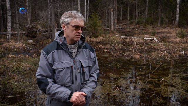 ТРАВЯНАЯ ЛЯГУШКА | Тайны карельского леса смотреть онлайн