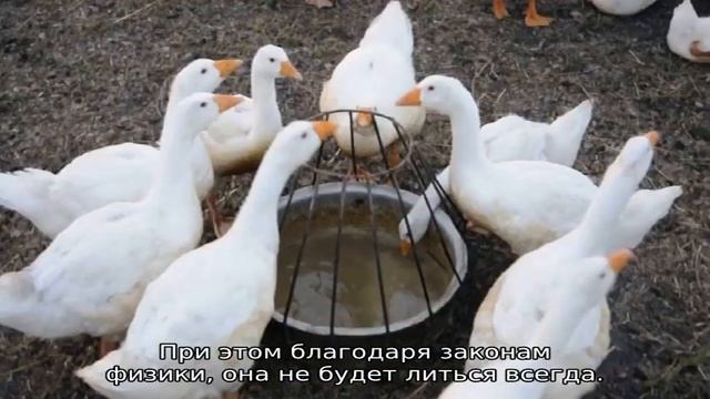 Поилка для утят своими руками смотреть онлайн