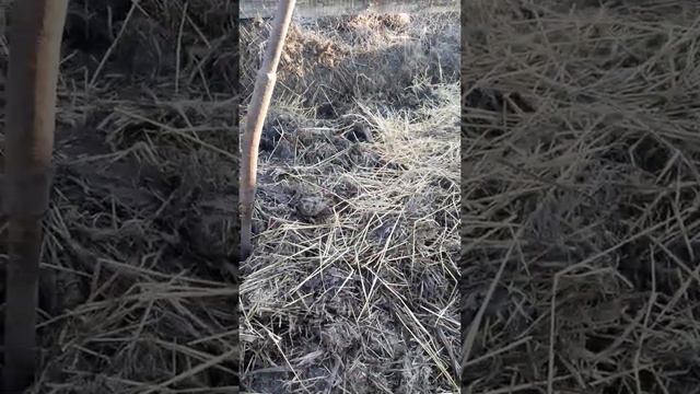 Первая подкормка клубники,мулчириванние перегноем. смотреть онлайн