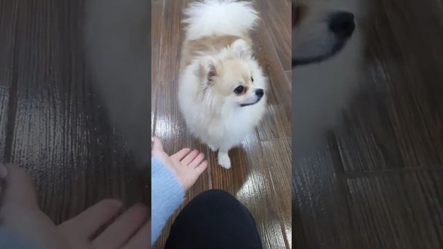 Шпиц Померанский смотреть онлайн