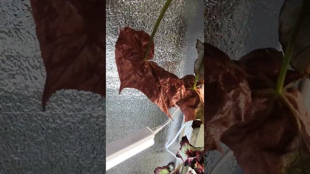 Свет для колерий. Навожу порядок на полочках. ???#комнатныецветы #комнатныерастения #лампы #цветы смотреть онлайн