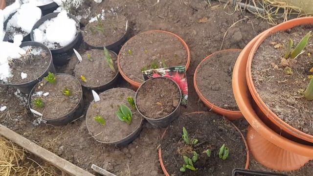 Кто то грызёт тюльпаны/Как с этим бороться смотреть онлайн