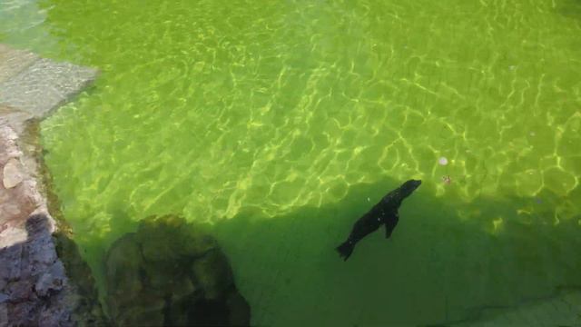 Морские львы зоопарка Берлина :) / Sea lions of the Berlin Zoo смотреть онлайн