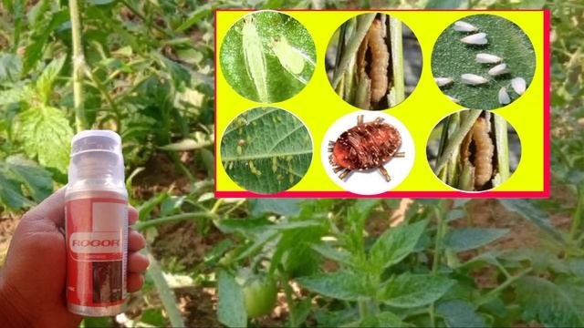 Fmc | Rogor Insecticide| Dimethoate 30% EC| Full Details| Information| смотреть онлайн