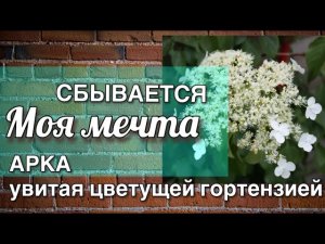 Черешковая гортензия | Формировка подробно шаг за шагом | Hydrangea petiolaris Дневник садовода