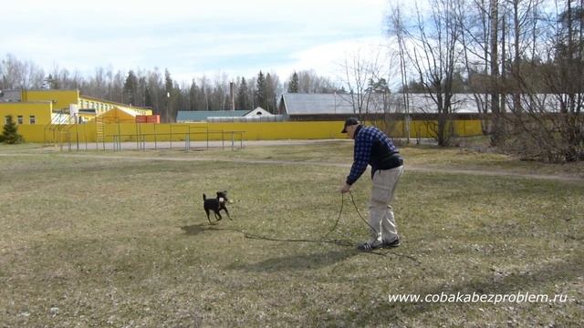 Дрессировка ягдтерьера Шера: апортирование гантели смотреть онлайн