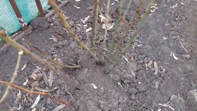 КОГДА ОТКРЫВАТЬ РОЗЫ ПОСЛЕ ЗИМЫ. УХОД ЗА РОЗАМИ ВЕСНОЙ. смотреть онлайн