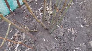 КОГДА ОТКРЫВАТЬ РОЗЫ ПОСЛЕ ЗИМЫ.  УХОД ЗА РОЗАМИ ВЕСНОЙ.