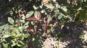 штамбовая роза без прививки, обзор сортов, сезон 2020. питомник роз полины козловой rozarium.biz