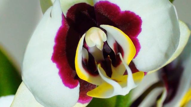 Phalaenopsis Orchid and Nature Is Spectacular! смотреть онлайн