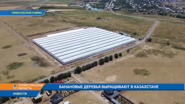 БАНАНОВЫЕ ДЕРЕВЬЯ ВЫРАЩИВАЮТ В КАЗАХСТАНЕ смотреть онлайн