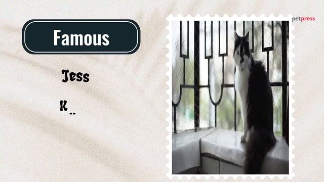 Best 32 Black & White Cat Names | PetPress