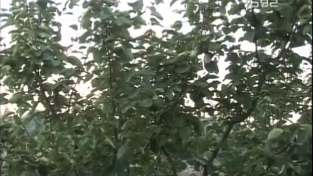 U Srbiji se popiju hiljade litara dunjevace ali kako kada nema dunja ? смотреть онлайн