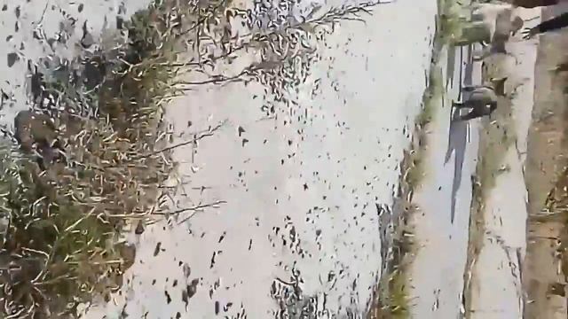 Уход за щенками смотреть онлайн