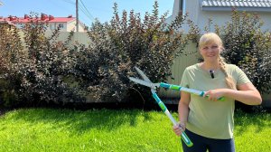 Пузыреплодник - формируем высокий пушистый кустарник.