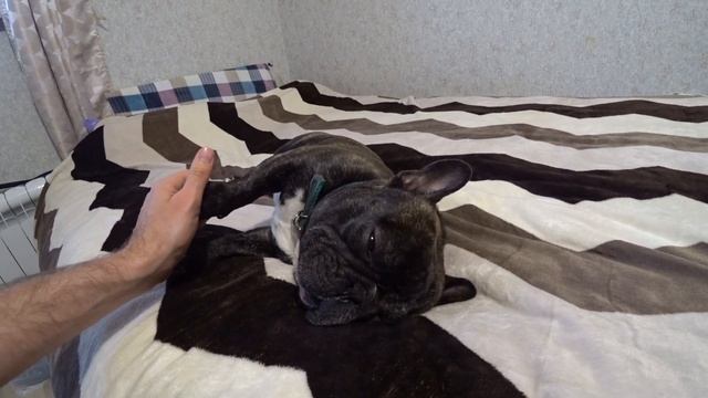 Блог бульдог 10 / Как мы покупали Ричи/ Покупка французского бульдога