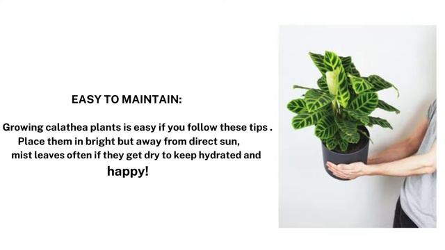 Calathea Zebrina Real Plant смотреть онлайн
