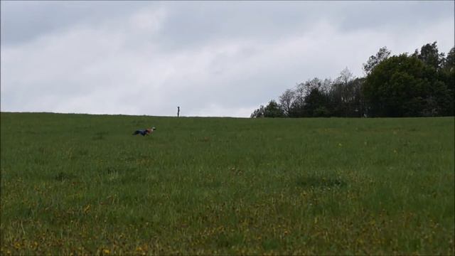 ЕЩЕ ОДИН КРАСАВЕЦ ЧИЧИНО ИЗ ПОЛЕТА МЕЧТЫ (красн) - LAKSHERY INDIGO (син). Руза, 21.05.16, ЧРКФ. №3. смотреть онлайн