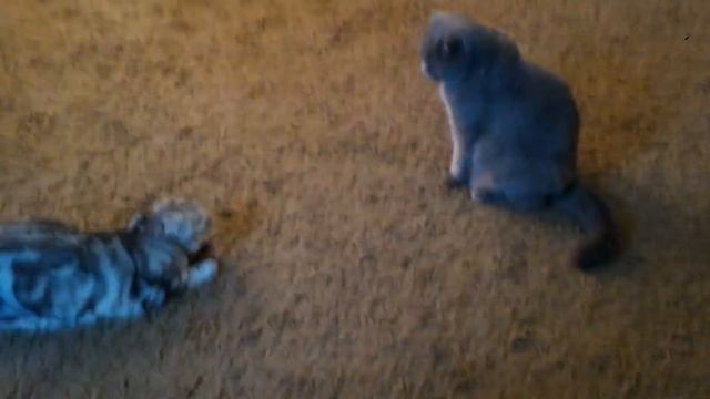 ✿ Наши Котики Тима и Кира.  Смешные Животные для Детей Funny Cats And Kittens